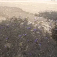 زعفران اصل سرگل/نگین/رویال/ بدون واسطه|خوردنی و آشامیدنی|تهران, آرژانتین|دیوار