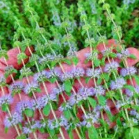 خالیواش مخصوص عرق گیری