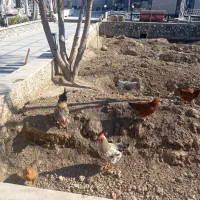 مرغ و خروس رسمی