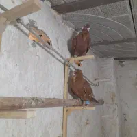 جوجه وجوونه وجفتگاهی خوشگل|پرنده|نیشابور, مدرس|دیوار