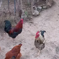 خروس|پرنده|گلی داغ, |دیوار