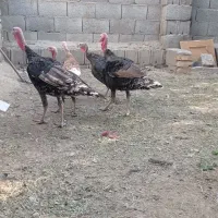 بوقلمو|حیوانات مزرعه|مبارکه, |دیوار