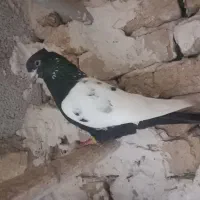 کبوتر