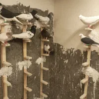 تعداد 20 عدد کفتر رنگه مال یک بوم