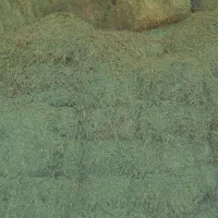 یونجه درجه یک و پرس گندم