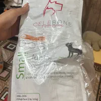 سگ اشپیتز پامر خرسی|سگ|شیراز, شهرک مطهری|دیوار