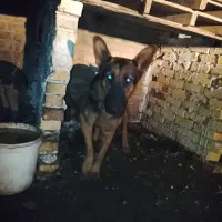سگ ژرمن