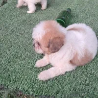 توله شیتزو تری کالر سوپر فلت