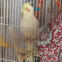 عروس جفت هلو