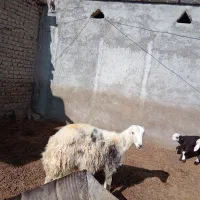 قوچ|حیوانات مزرعه|سیلاخور, |دیوار