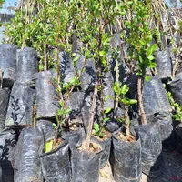 درختان ریشه پر و گلدانی