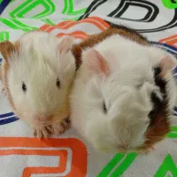 گینه پیگ و خرگوش لوپ