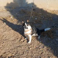 سگ پاکوتاه خوشگل وزیبا|سگ|اراک, |دیوار