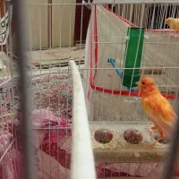 قناری|پرنده|تربت‌حیدریه, کلاته توکلی|دیوار