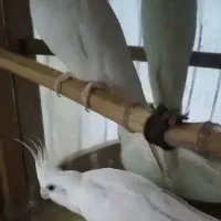 عروس هلندی سفید آلبینو