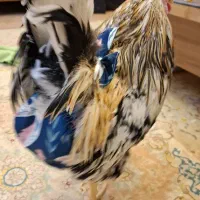 فروش یه عدد خروس و یک مرغ