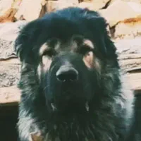 قفقازی نره با اصالت و همچی تموم