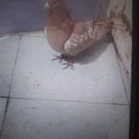 کفترسینه|پرنده|تربتحیدریه, آغوی|دیوار