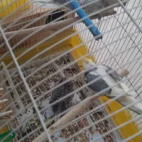 جفت عروس پاریس ۵ تخمه با قفس|پرنده|رامهرمز, |دیوار