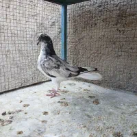 کبوتر|پرنده|اصفهان, مارچین|دیوار