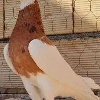 طوقی هفت رنگ زرد پرتقالی