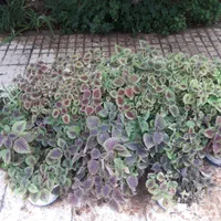 گل تک|گل و گیاه طبیعی|اصفهان, فرح آباد|دیوار
