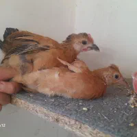 جوجه مرغ و خروس
