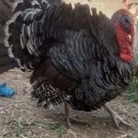 خریدوفروش حیوانات مزرعه حلال گوشت