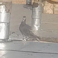 کبوتر همه به زمانت