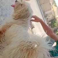 سگ شیتزو مهربون نر|سگ|دزفول, |دیوار