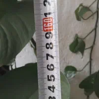 گل پتوس بلند با چوب|گل و گیاه طبیعی|شیراز, شهرک گلها|دیوار