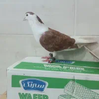چپ سرخ نر