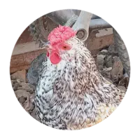 خروس چهل تاج ریشو