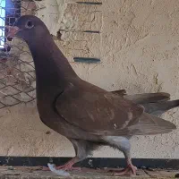 شامی سرکه ای|پرنده|اقبالیه, |دیوار