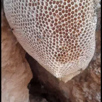 عسل کوهی اصل