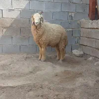 بره