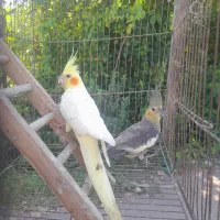 طوطی عروس هلندی ماده