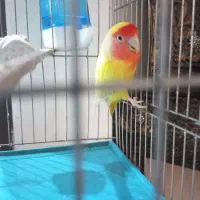 طوطی برزیلی