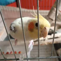 عروس هلندی خاص و کمیاب|پرنده|قائمشهر, |دیوار