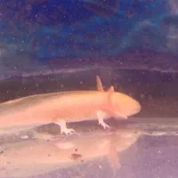 ماهی اروانا|ماهی|اردبیل, |دیوار