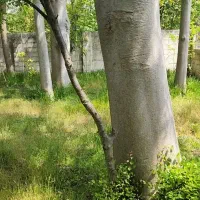 ۱۵۰۰متر ویلائی هرکدام ۷۵۰متر فردوس عقیل