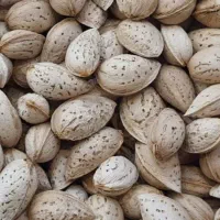 بادام کاغذی