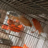 قناری رد فاکتور مولد رو تخم و جوجه|پرنده|گرگان, |دیوار