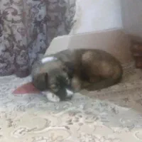 واگذاری حیوان