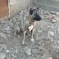 سگ سرابی|سگ|آذرشهر, |دیوار