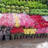 خدمات باغبانی باغچه کاری سمپاشی هرس کاری کاشت|خدمات باغبانی و درختکاری|تهران, نیروی هوایی (پیروزی)|دیوار