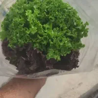 کاهو فرانسوی پخش به صورت عمده|خوردنی و آشامیدنی|اصفهان, عطار نیشابوری|دیوار