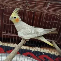 پرنده