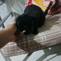 گربه خانگی|گربه|تهران, آذربایجان|دیوار