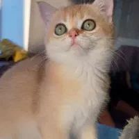 بچه گربه بریتیش ny12 فوق‌العاده شیطون و بازیگوش|گربه|رشت, نیکمرام|دیوار